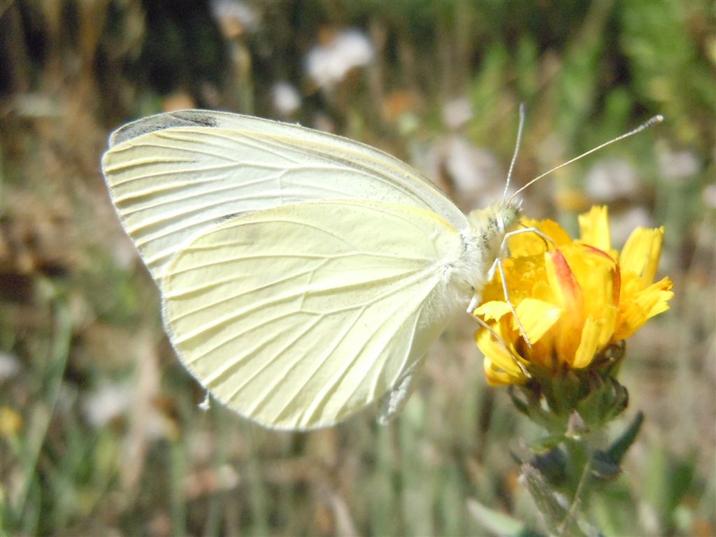 Pieris